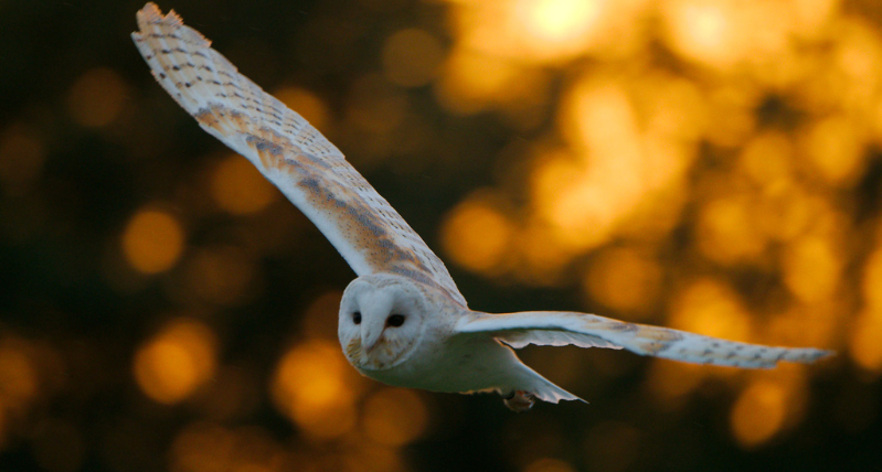 Owls by Moonlight at Hawk Conservancy Trust